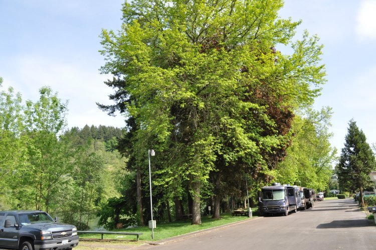 Tree-lined RV lane with large motorhomes